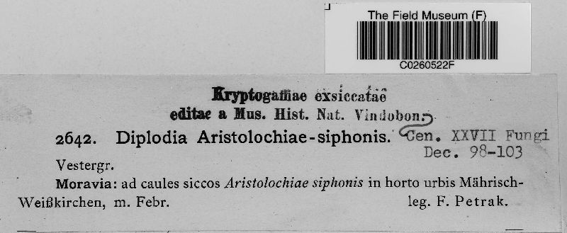 Diplodia aristolochiae-siphoriis image
