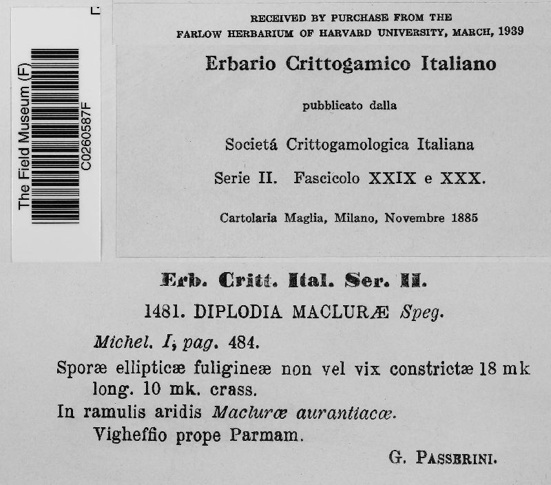 Diplodia maclurae image