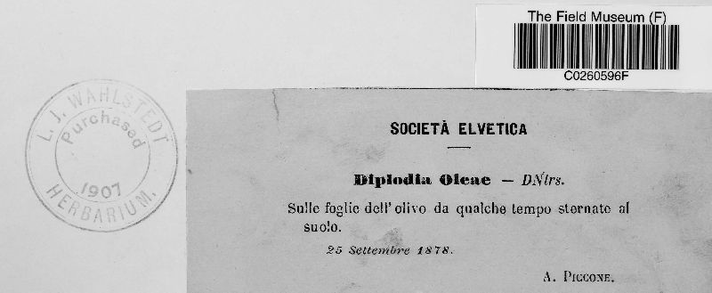 Diplodia oleae image
