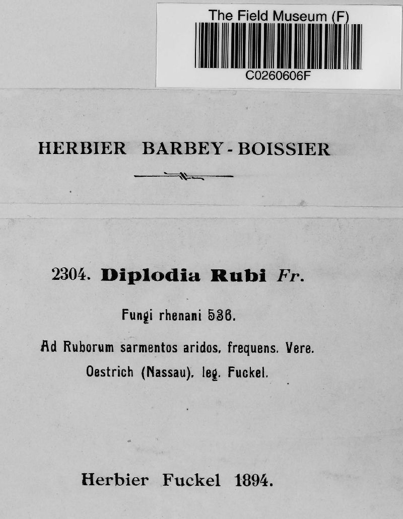 Diplodia rubi image