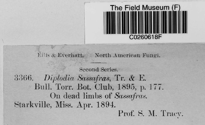 Diplodia sassafras image