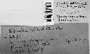 Diplodia subtectoides image