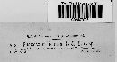 Image of Fusicoccum ilicinum