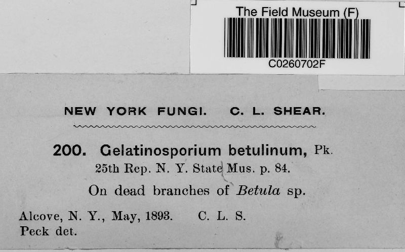 Gelatinosporium image