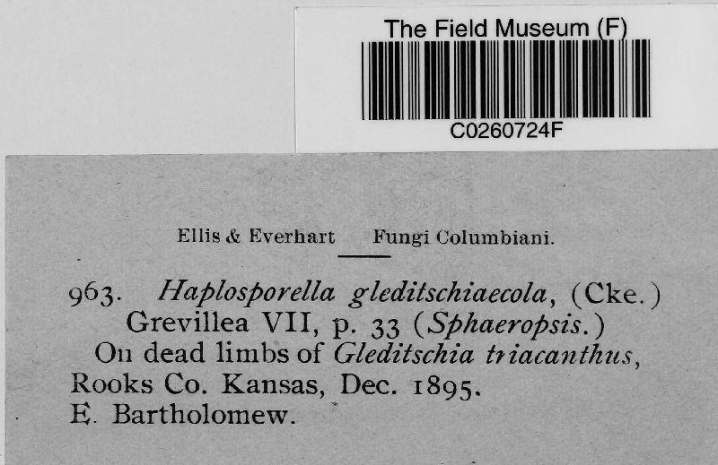 Aplosporella gleditsiicola image