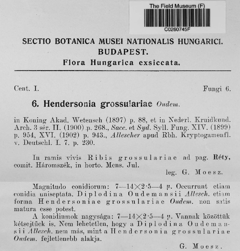 Hendersonia grossulariae image