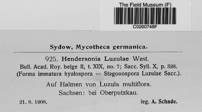 Hendersonia luzulae image