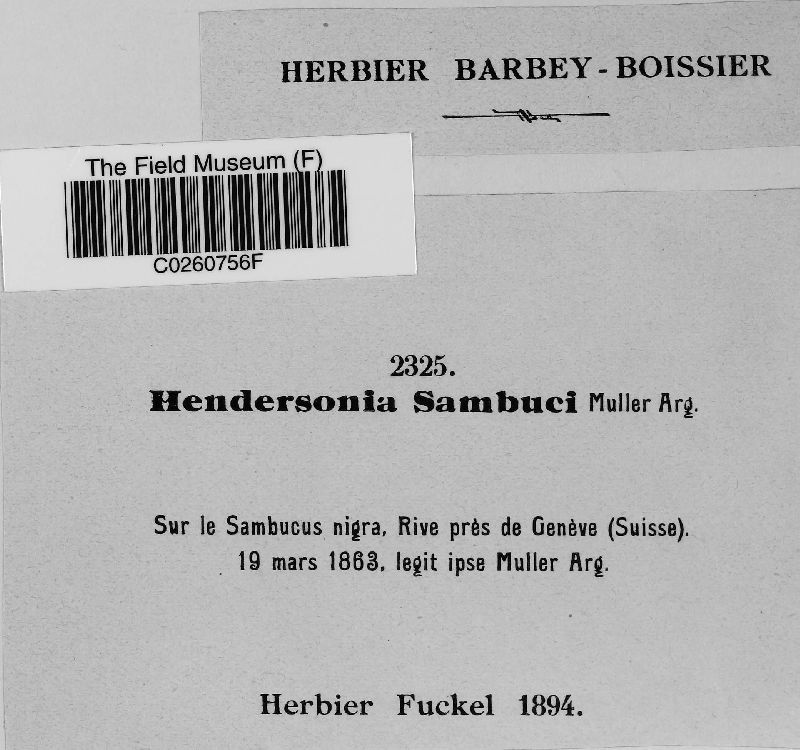 Hendersonia sambuci image