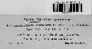 Hendersonia sarmentorum image