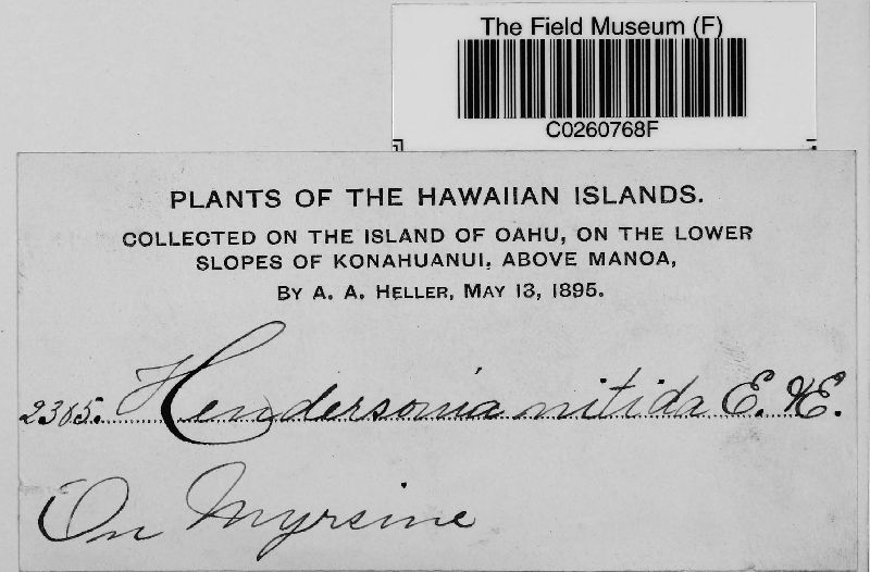 Hendersonia nitida image