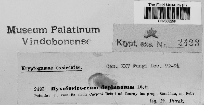 Myxofusicoccum deplanatum image