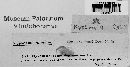 Myxofusicoccum deplanatum image