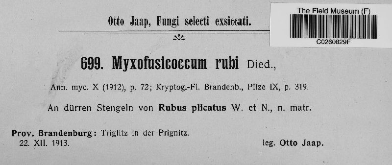 Myxofusicoccum rubi image