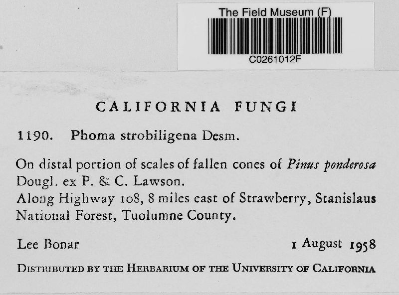 Sydowia polyspora image