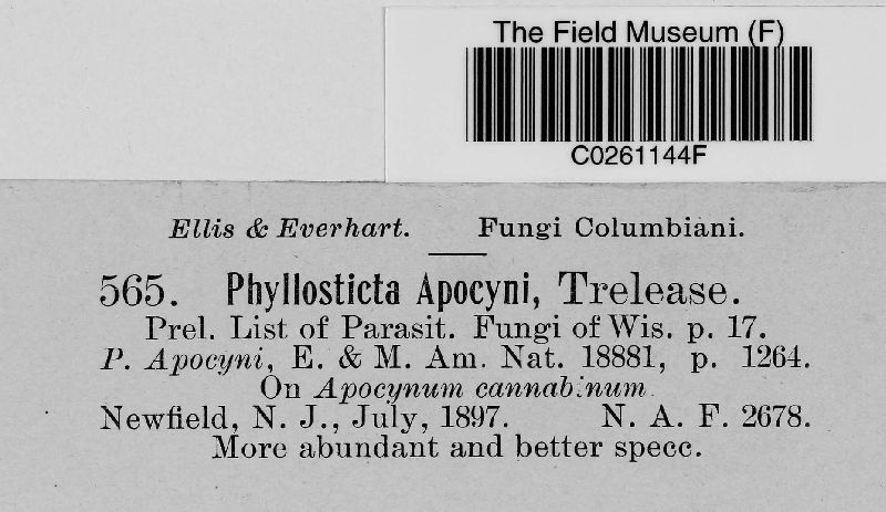 Phyllosticta apocyni image