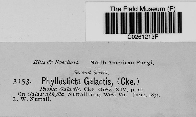 Phyllosticta galactis image