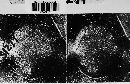 Phyllosticta labruscae image