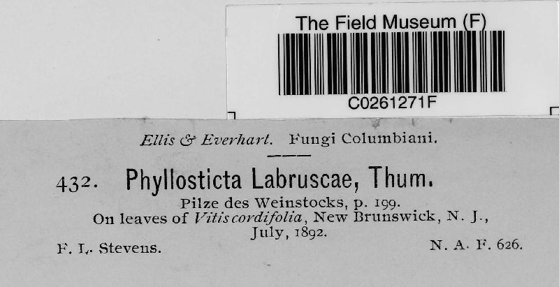 Phyllosticta labruscae image