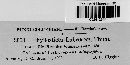 Phyllosticta labruscae image