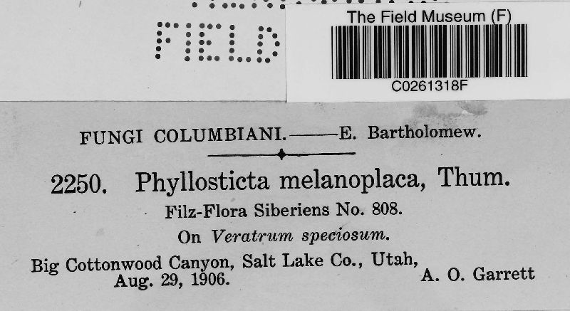 Phyllosticta melanoplaca image