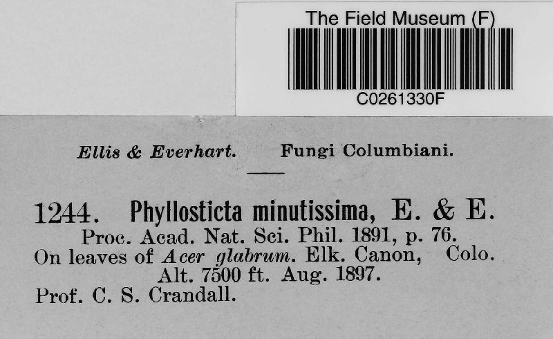 Phyllosticta minutissima image