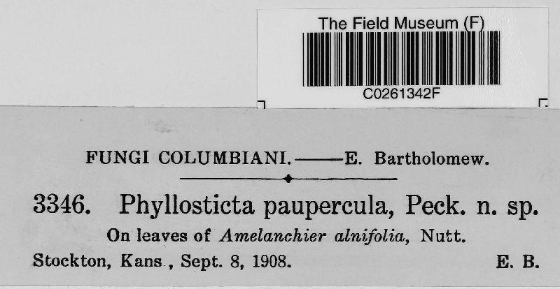 Phyllosticta paupercula image