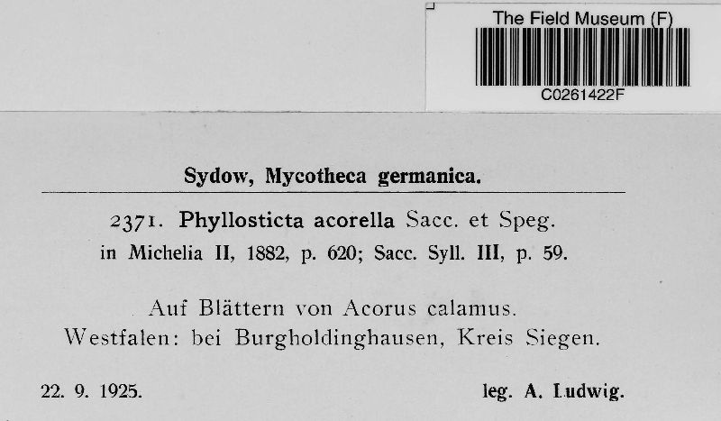 Asteromella acorella image