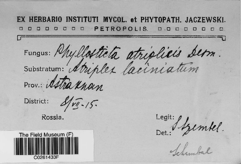 Phyllosticta atriplicis image