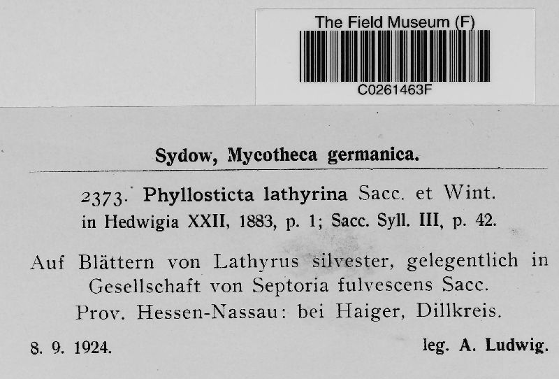 Phyllosticta lathyrina image