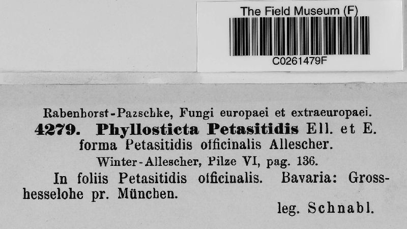 Phyllosticta petasitidis f. petasitidis-officinalis image