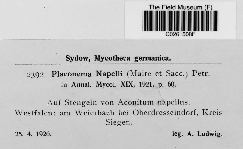Neoplaconema napelli image