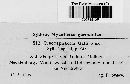 Mazzantia galii image