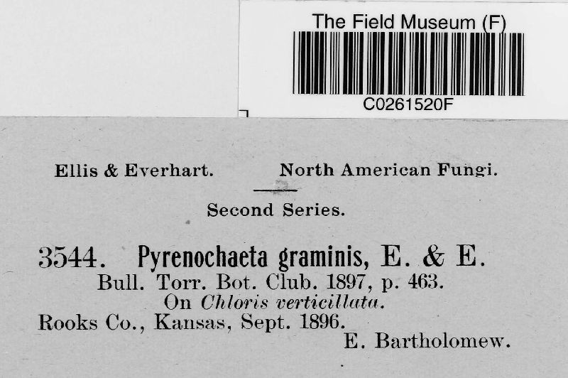 Pyrenochaeta graminis image
