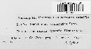 Rhabdospora cynanchica image