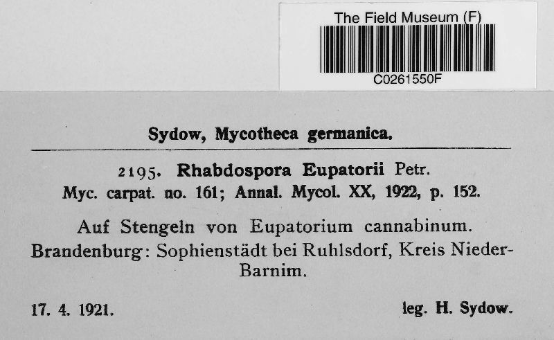 Rhabdospora eupatorii image