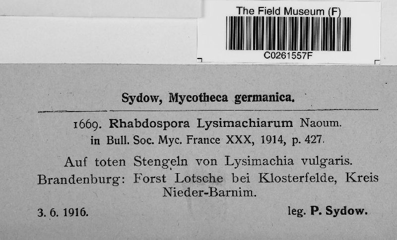 Rhabdospora lysimachiarum image