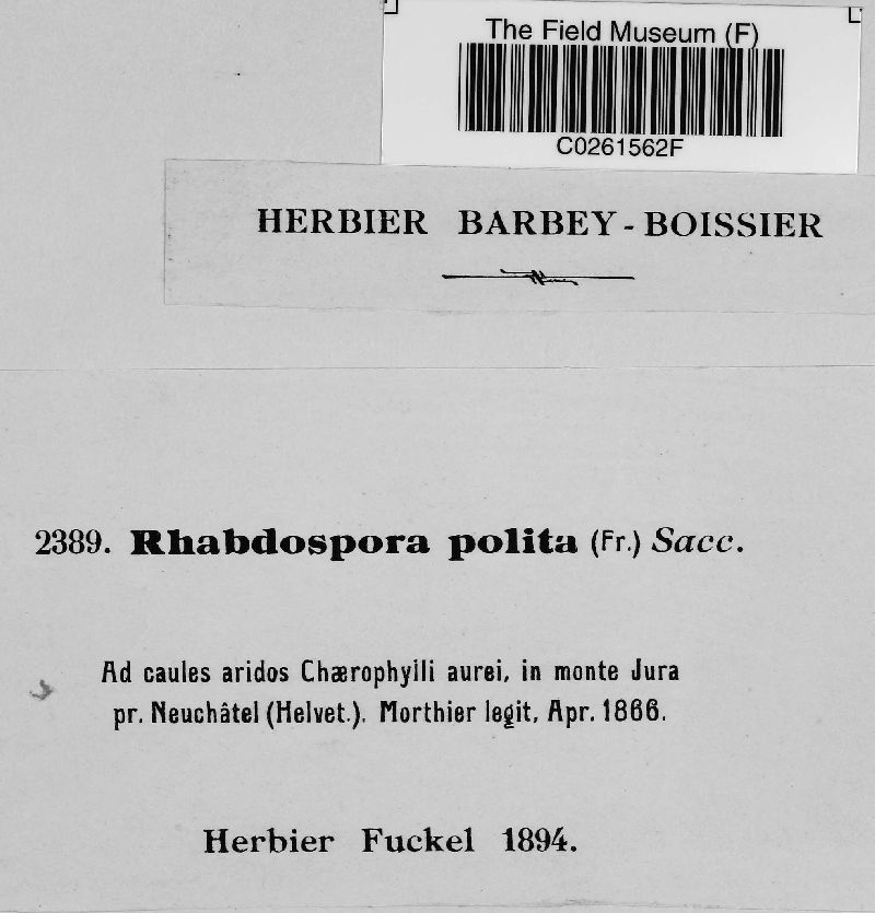 Rhabdospora polita image