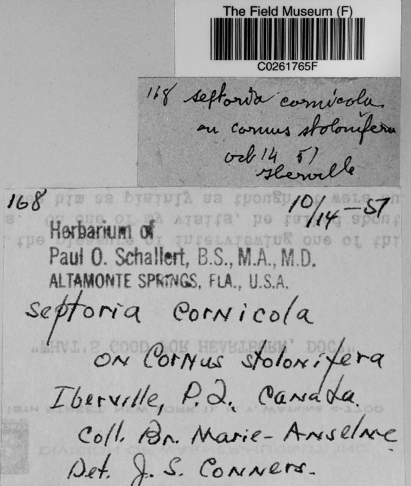 Septoria cornicola image