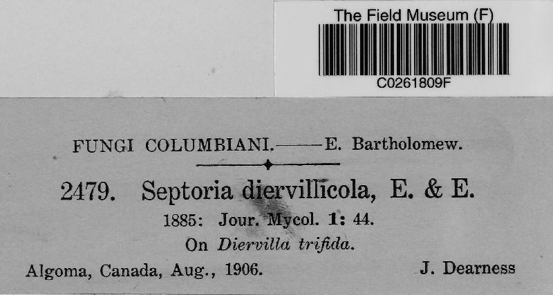 Septoria diervillicola image