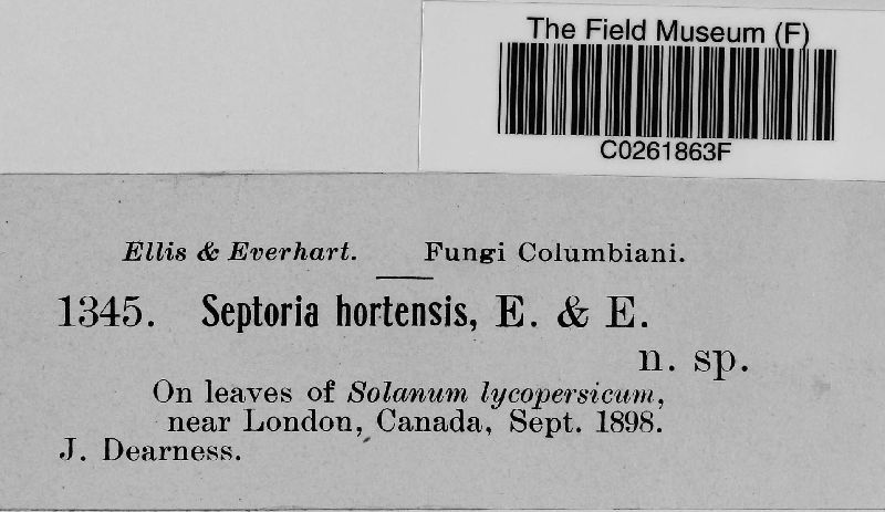 Septoria hortensis image