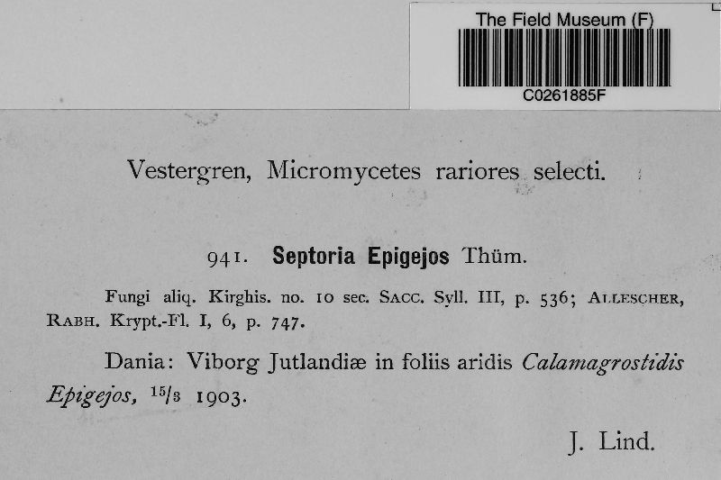 Septoria epigejos image