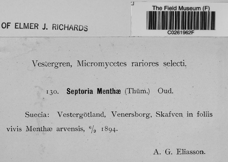 Septoria menthae image