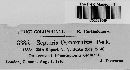 Septoria osmorrhizae image