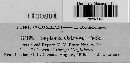 Septoria ostryae image