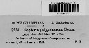 Septoria polygonorum image