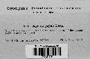 Mycosphaerella populi image