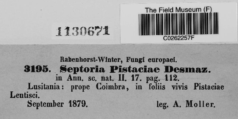 Septoria pistaciae image