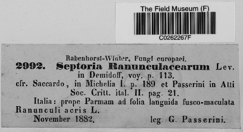 Septoria ranunculacearum image