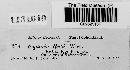 Mycosphaerella rubi image