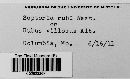 Mycosphaerella rubi image